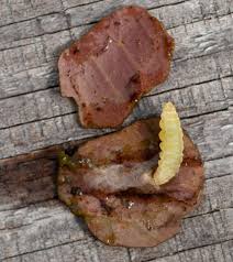 Attēlu rezultāti vaicājumam “Cystiphora sanguinea larva”