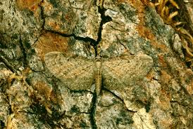 Attēlu rezultāti vaicājumam “Eupithecia tenuiata”