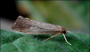 Attēlu rezultāti vaicājumam “Gracillaria syringella imago”