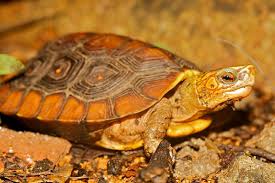 Attēlu rezultāti vaicājumam “Retinia resinella exuvia”