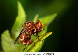 Attēlu rezultāti vaicājumam “Sicus ferrugineus”