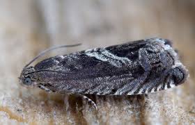 Attēlu rezultāti vaicājumam “Comatricha meandrispora macro”