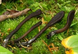 Attēlu rezultāti vaicājumam “Geoglossum sp.”