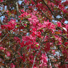 Attēlu rezultāti vaicājumam “Malus purpurea flower”