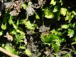 Attēlu rezultāti vaicājumam “Fissidens taxifolius sporophyte”