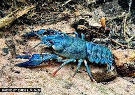 Attēlu rezultāti vaicājumam “Astacus astacus”