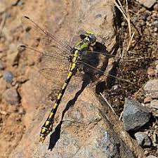 Attēlu rezultāti vaicājumam “Ophiotheca sp.”