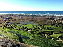 La Jolla tide pools