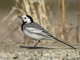 Attēlu rezultāti vaicājumam “Motacilla alba adult”