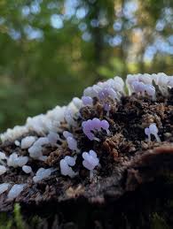 Attēlu rezultāti vaicājumam “Lycogala miserum sessile”