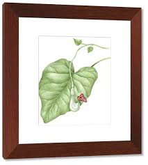 Attēlu rezultāti vaicājumam “Aristolochia durior”