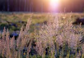 Attēlu rezultāti vaicājumam “Calamagrostis epigeios”
