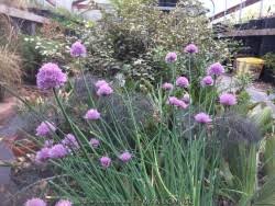 Image result for Allium schoenoprasum