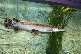 Image result for Atractosteus spatula