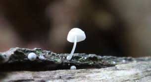 Attēlu rezultāti vaicājumam “Claustria didermoides spores”