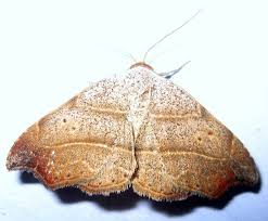 Attēlu rezultāti vaicājumam “Laspeyria flexula”