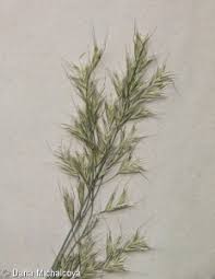 Attēlu rezultāti vaicājumam “Helictotrichon pratense leaf”