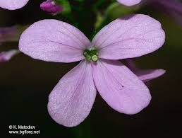 Attēlu rezultāti vaicājumam “Cardamine bulbifera flower”