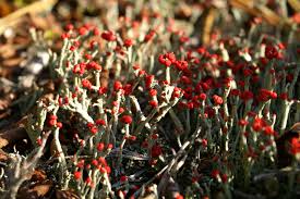 Attēlu rezultāti vaicājumam “Cladonia floerkeana”