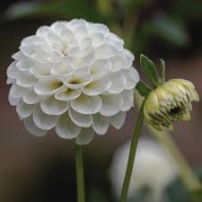 Image result for Dahlia `Snowflake`