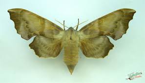 Attēlu rezultāti vaicājumam “Laothoe amurensis”