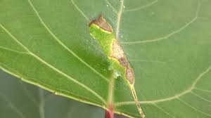 Attēlu rezultāti vaicājumam “Furcula bifida”