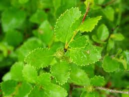 Attēlu rezultāti vaicājumam “Betula humilis female flower”
