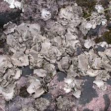 Attēlu rezultāti vaicājumam “Dermatocarpon miniatum”