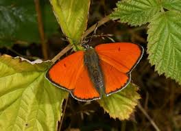 Attēlu rezultāti vaicājumam “Lycaena dispar female”