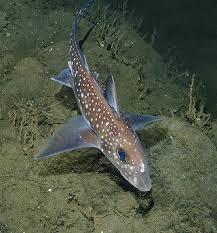 Attēlu rezultāti vaicājumam “Chimabachidae”