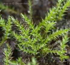 Attēlu rezultāti vaicājumam “Hygroamblystegium tenax”