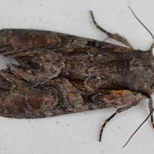 Attēlu rezultāti vaicājumam “Lacanobia contigua imago”