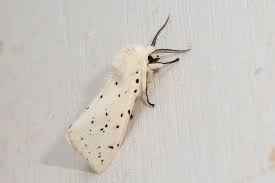 Attēlu rezultāti vaicājumam “Spilosoma lutea imago”