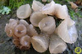 Attēlu rezultāti vaicājumam “Neobulgaria pura”