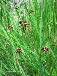 Attēlu rezultāti vaicājumam “Juncus alpinoarticulatus leaf”