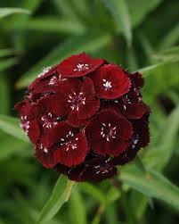 Image result for Dianthus barbatus