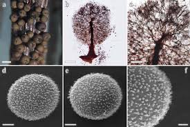 Attēlu rezultāti vaicājumam “Lamproderma sp.”