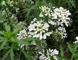 Image result for Iberis amara