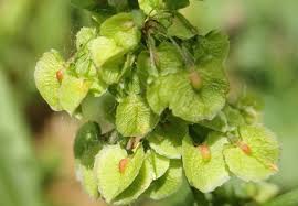 Attēlu rezultāti vaicājumam “Rumex aquaticus bud”