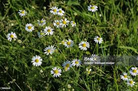 Attēlu rezultāti vaicājumam “Tripleurospermum inodorum flower”