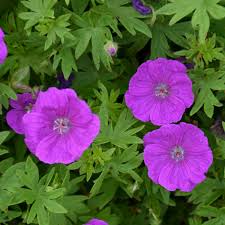 Attēlu rezultāti vaicājumam “Geranium sanguineum leaf”
