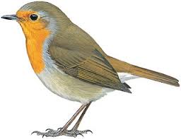 Attēlu rezultāti vaicājumam “Erithacus rubecula”