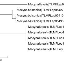 Attēlu rezultāti vaicājumam “Mecyna flavalis”