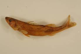 Image result for Sander canadensis