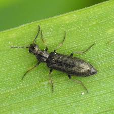 Attēlu rezultāti vaicājumam “Dasytes sp.”