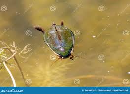 Attēlu rezultāti vaicājumam “Dytiscus dimidiatus”