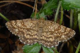 Attēlu rezultāti vaicājumam “Ematurga atomaria”