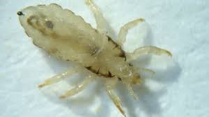 Attēlu rezultāti vaicājumam “Pediculus humanus capitis”