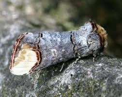 Attēlu rezultāti vaicājumam “Phalera bucephala”