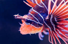 Image result for Pterois radiata